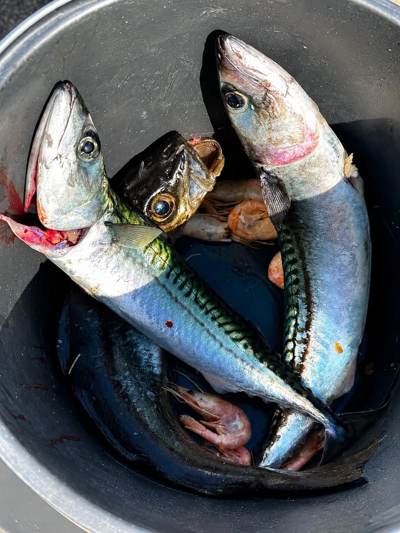 Mackerel caught in the harbour